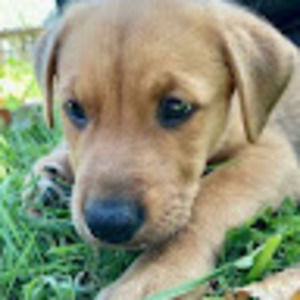 Meet your Posher, Iris, jen, and jason